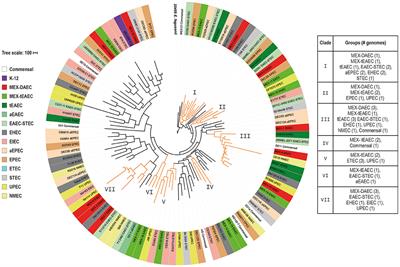 New Insights Into DAEC and EAEC Pathogenesis and Phylogeny